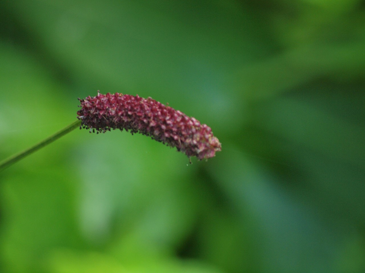 d0054276_20373690.jpg