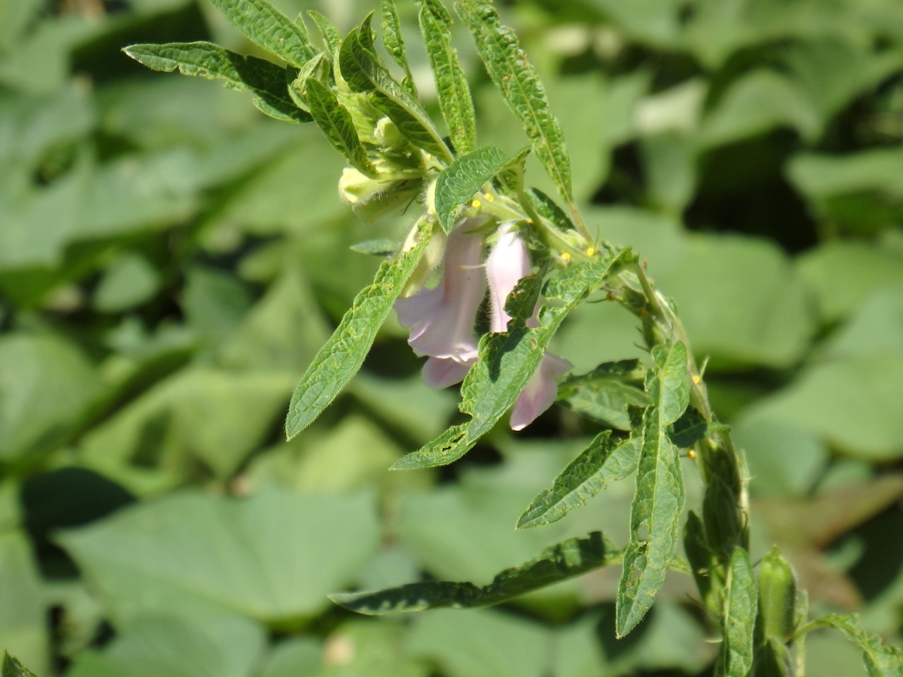 d0054276_2040313.jpg