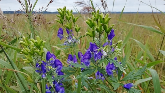 c0212083_17332277.jpg