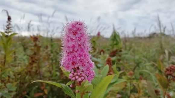 c0212083_17345291.jpg