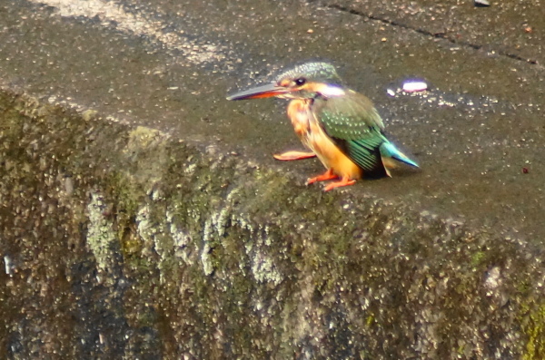 a0206496_21063590.jpg