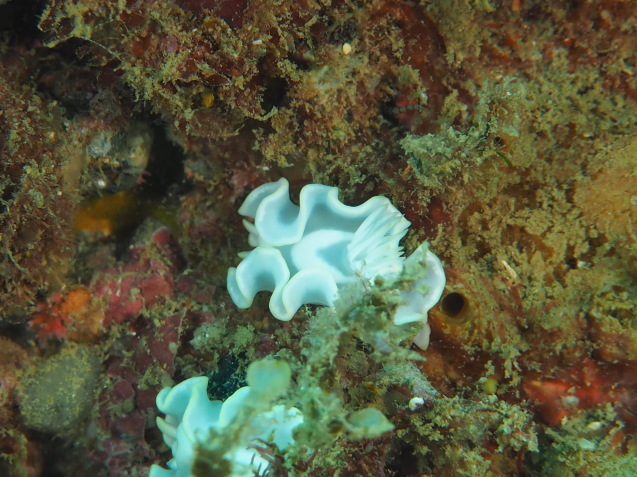 e0115199_18524433.jpg