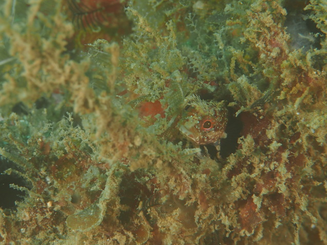 e0115199_18542978.jpg