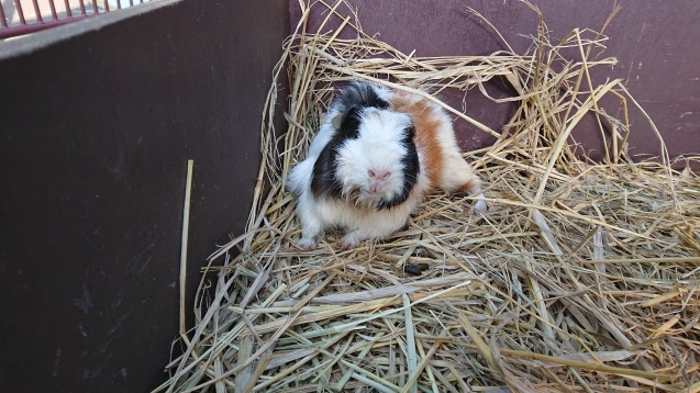 モルモットの赤ちゃん紹介 サファリな連中