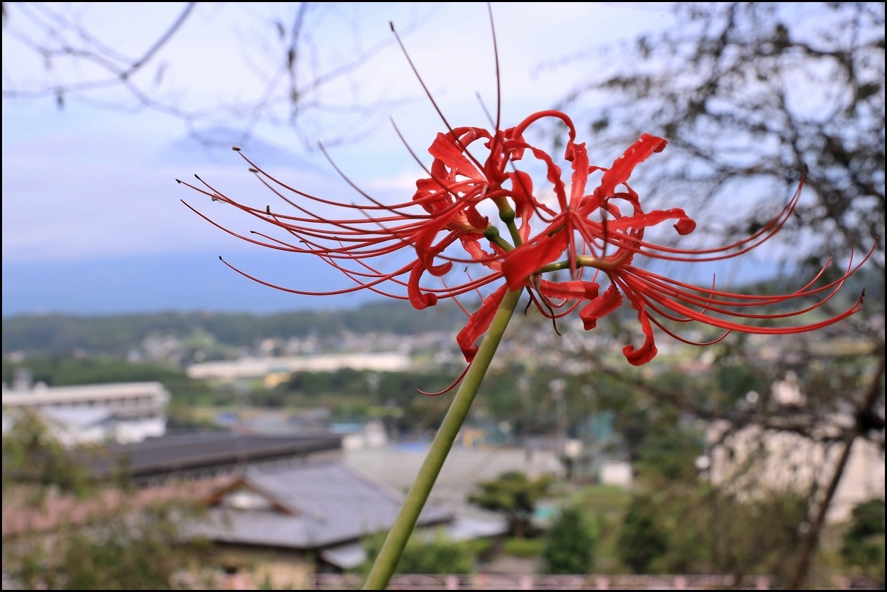 気の早い彼岸花_a0188405_00112286.jpg