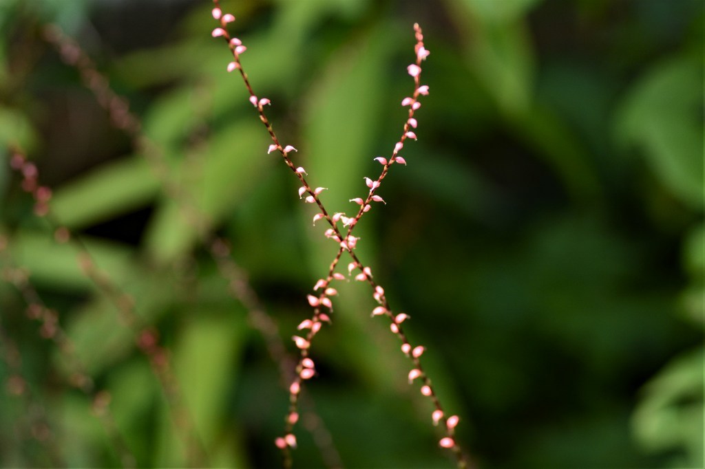 a0148206_17021713.jpg