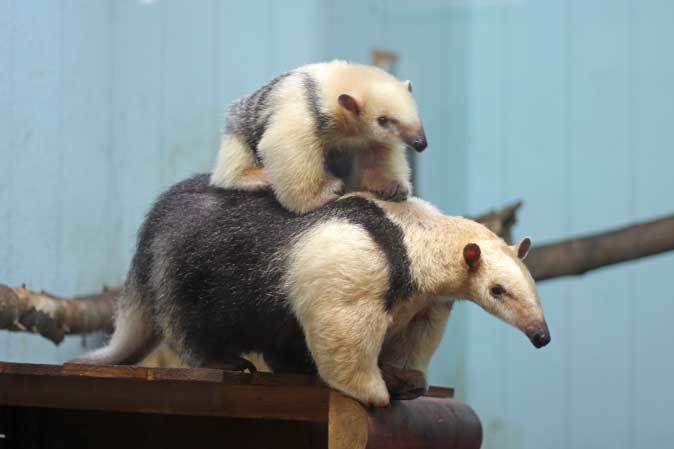 ミナミコアリクイの親子「ナツ＆サン」～母は強し！（上野動物園）_b0355317_21264691.jpg