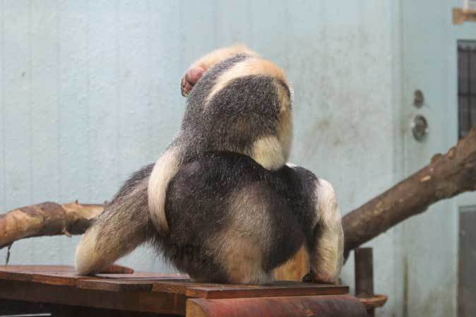 ミナミコアリクイの親子「ナツ＆サン」～母は強し！（上野動物園）_b0355317_21335113.jpg