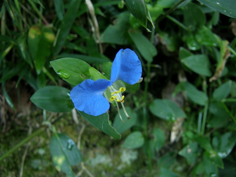 万葉集その七百五十四 蛍草 万葉集遊楽