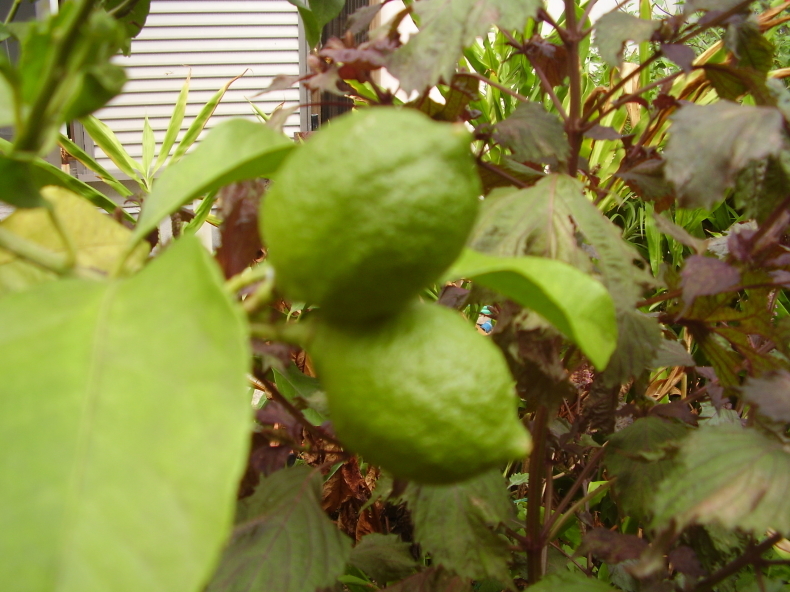 a0382431_13383317.jpg