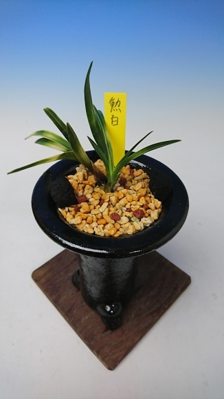 韓国春蘭 勲白 : 蘭万園日記