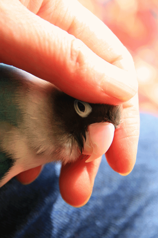 c0145250_10565809.gif