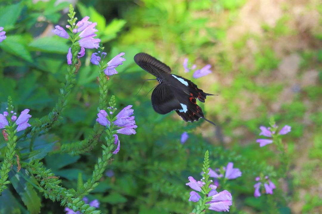 e0403850_09450933.jpg