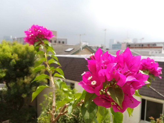 夏の花 イギリスより ハロー 改めてhello From Tokyo 夏の花 イギリスより ハロー 改めてhello From Tokyo