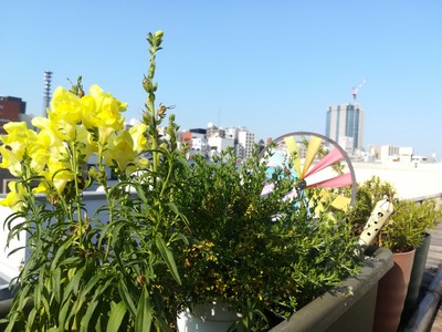 夏の花 イギリスより ハロー 改めてhello From Tokyo 夏の花 イギリスより ハロー 改めてhello From Tokyo