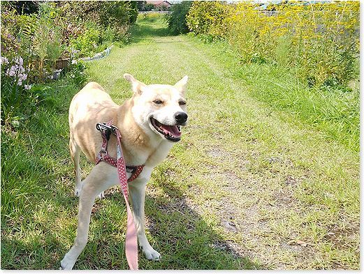 番犬ハナとmix犬サクのおさんぽ毎日