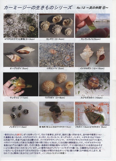カーミージーの海で遊び隊 カーミージーの海で遊び隊