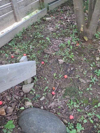 ヤマボウシの実でジャムを作ってみました あいやばばライフ