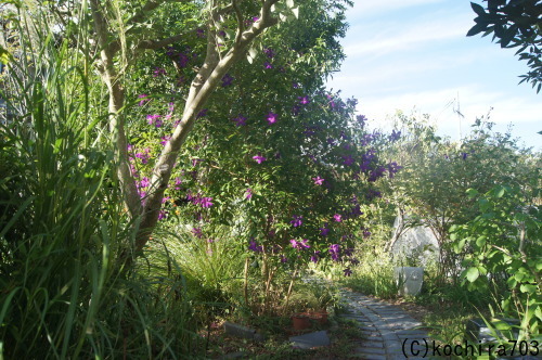 e0181373_21373617.jpg