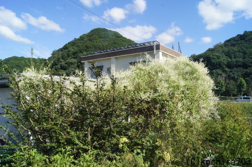 e0181373_21380441.jpg