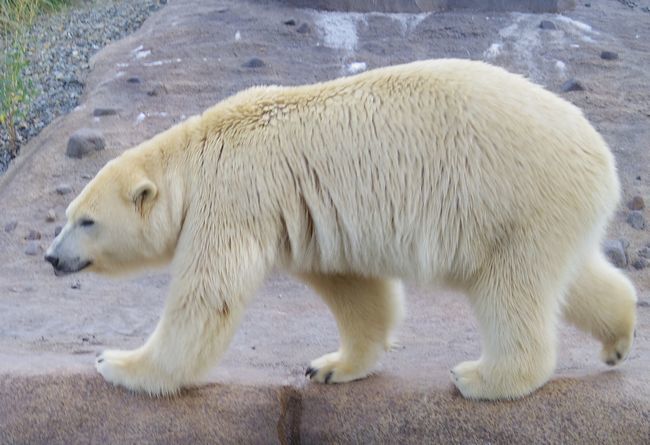 9月12日の円山動物園③くまぐまとオオカミ_b0014576_21312651.jpg