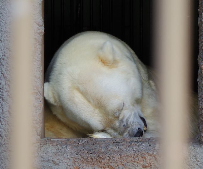 9月12日の円山動物園③くまぐまとオオカミ_b0014576_21315000.jpg