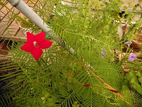 e0086885_11050003.jpg