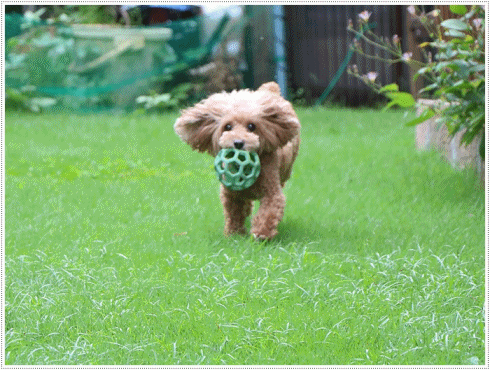 b0175688_20030312.gif