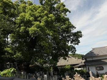 尾道へ　～千光寺道～　2019年9月_d0264892_00071481.jpg