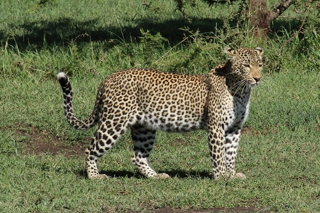 ケニアの野生動物たち ヒョウのとっておきのご馳走 旅プラスの日記