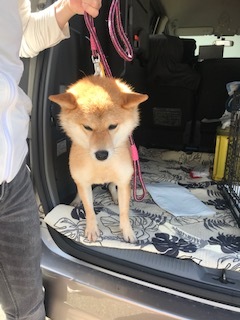 【犬・移動先募集】センター(支所)収容(9/12訪問)_f0242002_15272360.jpg