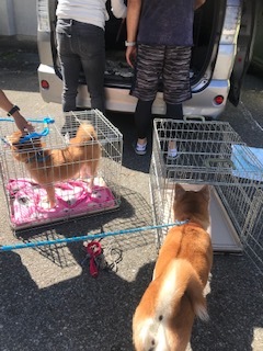 【犬・移動先募集】センター(支所)収容(9/12訪問)_f0242002_15272761.jpg