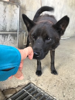 【犬・移動先募集】センター(支所)収容(9/12訪問)_f0242002_15273920.jpg
