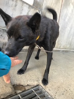 【犬・移動先募集】センター(支所)収容(9/12訪問)_f0242002_15274918.jpg