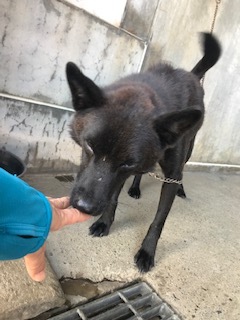 【犬・移動先募集】センター(支所)収容(9/12訪問)_f0242002_15275258.jpg