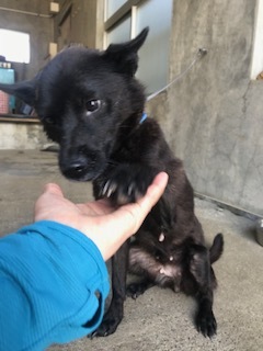 【犬・移動先募集】センター(支所)収容(9/12訪問)_f0242002_15275653.jpg