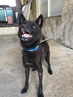 【犬・移動先募集】センター(支所)収容(9/12訪問)_f0242002_15280015.jpg