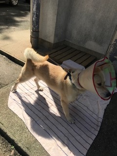 【犬・移動先募集】センター(支所)収容(9/12訪問)_f0242002_15361788.jpg