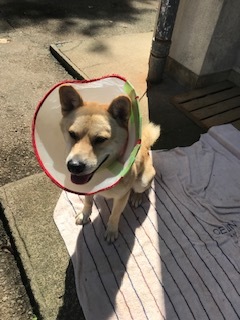【犬・移動先募集】センター(支所)収容(9/12訪問)_f0242002_15362662.jpg