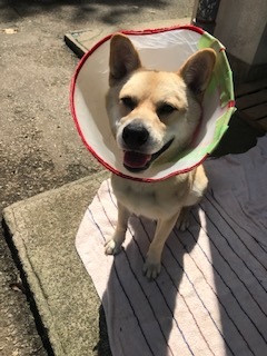 【犬・移動先募集】センター(支所)収容(9/12訪問)_f0242002_15363152.jpg