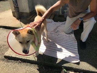 【犬・移動先募集】センター(支所)収容(9/12訪問)_f0242002_15363891.jpg