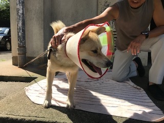 【犬・移動先募集】センター(支所)収容(9/12訪問)_f0242002_15364356.jpg