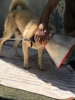 【犬・移動先募集】センター(支所)収容(9/12訪問)_f0242002_15365023.jpg