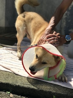【犬・移動先募集】センター(支所)収容(9/12訪問)_f0242002_15365867.jpg