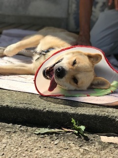 【犬・移動先募集】センター(支所)収容(9/12訪問)_f0242002_15532674.jpg