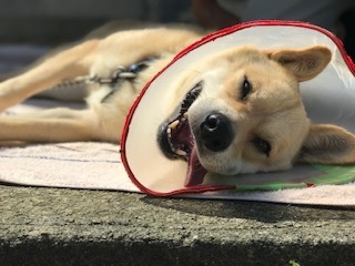 【犬・移動先募集】センター(支所)収容(9/12訪問)_f0242002_15533124.jpg