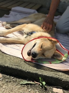 【犬・移動先募集】センター(支所)収容(9/12訪問)_f0242002_15533717.jpg