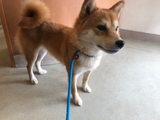【犬・移動先募集】センター(支所)収容(9/12訪問)_f0242002_15534511.jpg