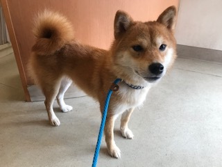 【犬・移動先募集】センター(支所)収容(9/12訪問)_f0242002_15535158.jpg
