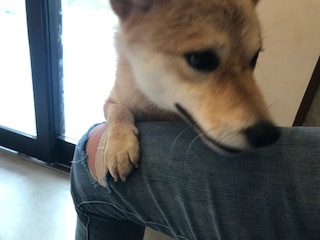 【犬・移動先募集】センター(支所)収容(9/12訪問)_f0242002_15535630.jpg